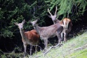 Brâme du cerf