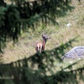 IMG 7500